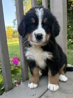 AKC Ricky , a male Bernese Mountain Dog for sale in Michigan City, IN – 2 of 6