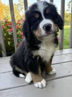 AKC Rocky , a male Bernese Mountain Dog for sale in Michigan City, IN – 7 of 8