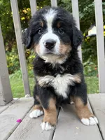 AKC Ringo , a male Bernese Mountain Dog for sale in Michigan City, IN – 2 of 9