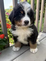 Felix , a male Bernese Mountain Dog for sale in Michigan City, IN – 6 of 6