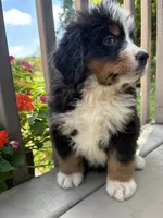 Felix , a male Bernese Mountain Dog for sale in Michigan City, IN – 4 of 6