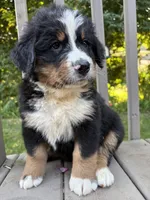 AKC Reggie, a male Bernese Mountain Dog for sale in Michigan City, IN – 2 of 7
