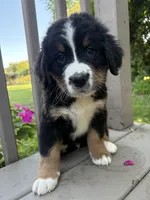 AKC Riot, a male Bernese Mountain Dog for sale in Michigan City, IN – 2 of 9