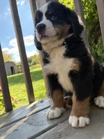 Forest , a male Bernese Mountain Dog for sale in Michigan City, IN – 5 of 6