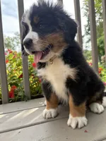 AKC Rex, a male Bernese Mountain Dog for sale in Michigan City, IN – 8 of 10