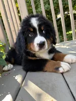 Franklin , a male Bernese Mountain Dog for sale in Michigan City, IN – 5 of 6
