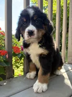 Fern , a female Bernese Mountain Dog for sale in Michigan City, IN – 3 of 10