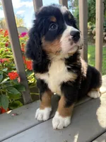 Fern , a female Bernese Mountain Dog for sale in Michigan City, IN – 7 of 10