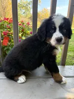 Frodo , a male Bernese Mountain Dog for sale in Michigan City, IN – 4 of 8