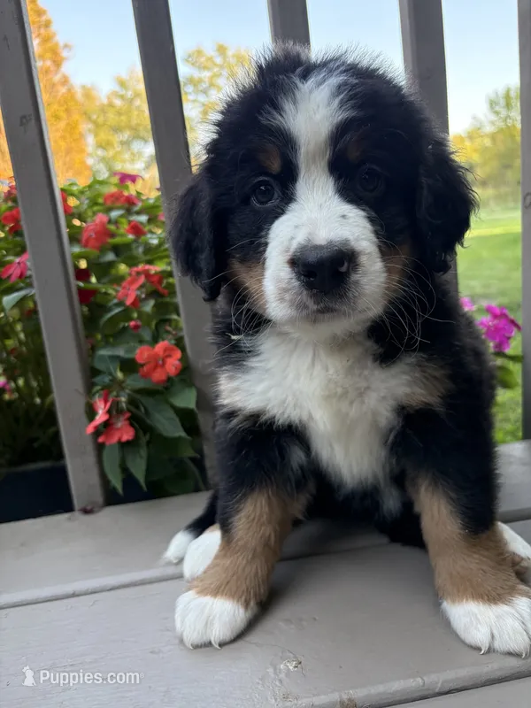 AKC Rita  – Bernese Mountain Dog puppy for sale in Michigan City, IN