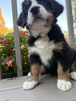AKC Riley , a female Bernese Mountain Dog for sale in Michigan City, IN – 2 of 7