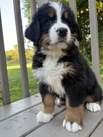 AKC Rooster, a male Bernese Mountain Dog for sale in Michigan City, IN – 2 of 9