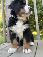 AKC Rooster, a male Bernese Mountain Dog for sale in Michigan City, IN – 6 of 9