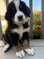 Fawn , a female Bernese Mountain Dog for sale in Michigan City, IN – 1 of 6