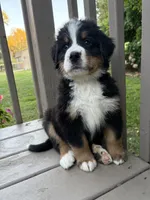 AKC Roosevelt , a male Bernese Mountain Dog for sale in Michigan City, IN – 5 of 7
