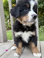 AKC Ringo , a male Bernese Mountain Dog for sale in Michigan City, IN – 7 of 9