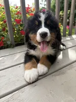 AKC Rex, a male Bernese Mountain Dog for sale in Michigan City, IN – 4 of 10