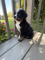 Frodo, a male Bernese Mountain Dog for sale in Michigan City, IN – 3 of 8