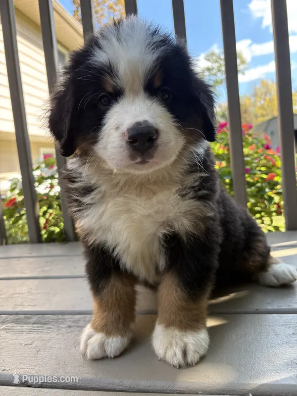 Ford  – Bernese Mountain Dog puppy for sale in Michigan City, IN