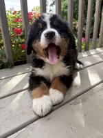 AKC Rex, a male Bernese Mountain Dog for sale in Michigan City, IN – 2 of 10