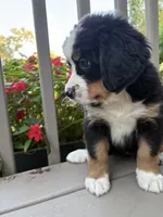 AKC Riley , a female Bernese Mountain Dog for sale in Michigan City, IN – 7 of 7