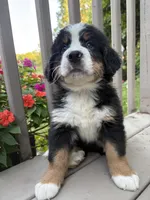 AKC Rita , a female Bernese Mountain Dog for sale in Michigan City, IN – 7 of 7
