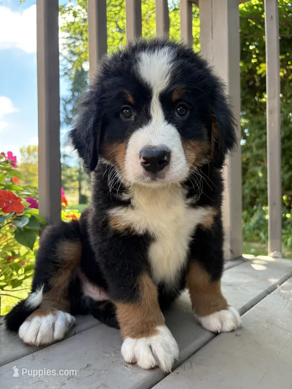 Forest  – Bernese Mountain Dog puppy for sale in Michigan City, IN