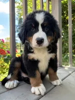 Forest , a male Bernese Mountain Dog for sale in Michigan City, IN – 1 of 6