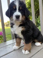 AKC Rooster, a male Bernese Mountain Dog for sale in Michigan City, IN – 7 of 9