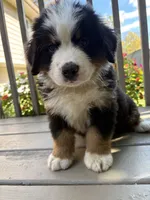 Ford , a male Bernese Mountain Dog for sale in Michigan City, IN – 6 of 8