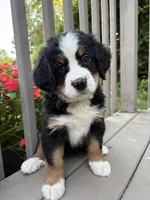 AKC Riley , a female Bernese Mountain Dog for sale in Michigan City, IN – 5 of 7