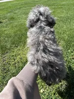 Bluey , a male Poodle - Toy  for sale in Michigan City, IN – Photo 8 of 8