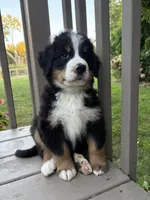 AKC Roosevelt , a male Bernese Mountain Dog for sale in Michigan City, IN – 7 of 7