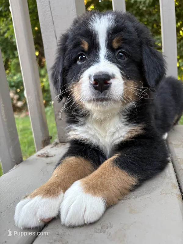 AKC Rufus  – Bernese Mountain Dog puppy for sale in Michigan City, IN
