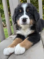 AKC Rufus , a male Bernese Mountain Dog for sale in Michigan City, IN – 1 of 7