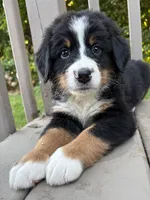AKC Rufus , a male Bernese Mountain Dog for sale in Michigan City, IN – 7 of 7