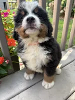 Felix , a male Bernese Mountain Dog for sale in Michigan City, IN – 5 of 6