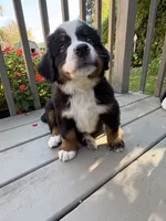Frodo, a male Bernese Mountain Dog for sale in Michigan City, IN – 6 of 8