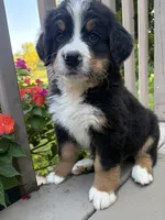 AKC Ricky , a male Bernese Mountain Dog for sale in Michigan City, IN – 4 of 6