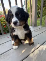 Frodo , a male Bernese Mountain Dog for sale in Michigan City, IN – 5 of 8
