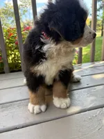 Ford , a male Bernese Mountain Dog for sale in Michigan City, IN – 8 of 8