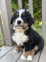 AKC Reggie, a male Bernese Mountain Dog for sale in Michigan City, IN – 3 of 7