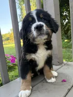 AKC Riot, a male Bernese Mountain Dog for sale in Michigan City, IN – 8 of 9