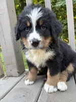 AKC Reggie, a male Bernese Mountain Dog for sale in Michigan City, IN – 5 of 7