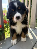 Fern , a female Bernese Mountain Dog for sale in Michigan City, IN – 4 of 10