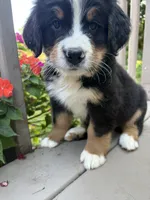 AKC Ricky , a male Bernese Mountain Dog for sale in Michigan City, IN – 6 of 6