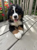 AKC Rex, a male Bernese Mountain Dog for sale in Michigan City, IN – 9 of 10