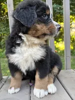 AKC Reggie, a male Bernese Mountain Dog for sale in Michigan City, IN – 7 of 7