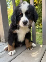 Frodo , a male Bernese Mountain Dog for sale in Michigan City, IN – 8 of 8