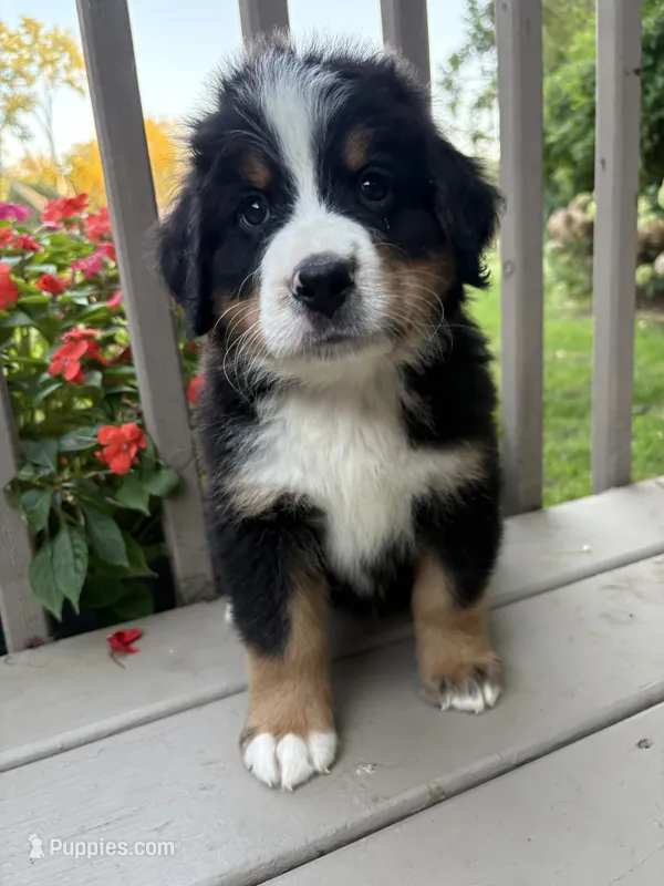 AKC Roosevelt  – Bernese Mountain Dog puppy for sale in Michigan City, IN